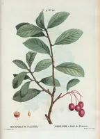Picture 237 of 500 from Nouveau Duhamel (1801), leaf 238
