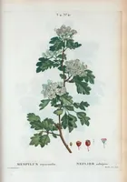 Picture 238 of 500 from Nouveau Duhamel (1801), leaf 239