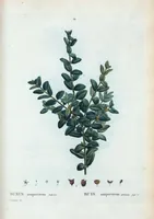 An illustration from Nouveau Duhamel (1801)