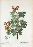 Picture 239 of 500 from Nouveau Duhamel (1801), leaf 240