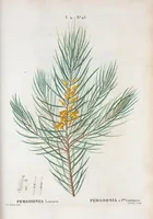 An illustration from Nouveau Duhamel (1801)