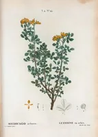 An illustration from Nouveau Duhamel (1801)