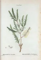 Picture 243 of 500 from Nouveau Duhamel (1801), leaf 244