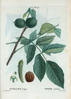 An illustration from Nouveau Duhamel (1801)