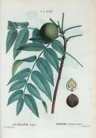 An illustration from Nouveau Duhamel (1801)