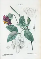 An illustration from Nouveau Duhamel (1801)