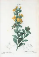 An illustration from Nouveau Duhamel (1801)