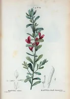 An illustration from Nouveau Duhamel (1801)