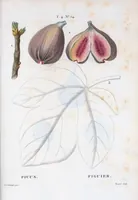 An illustration from Nouveau Duhamel (1801)