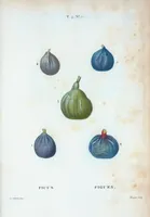 Picture 252 of 500 from Nouveau Duhamel (1801), leaf 253