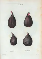 Picture 253 of 500 from Nouveau Duhamel (1801), leaf 254