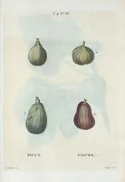 Picture 255 of 500 from Nouveau Duhamel (1801), leaf 256