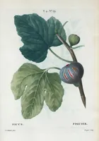 Picture 256 of 500 from Nouveau Duhamel (1801), leaf 257