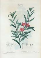 An illustration from Nouveau Duhamel (1801)
