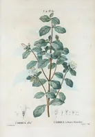 An illustration from Nouveau Duhamel (1801)