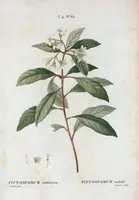 An illustration from Nouveau Duhamel (1801)