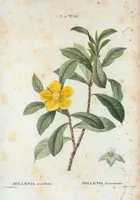 Picture 260 of 500 from Nouveau Duhamel (1801), leaf 261