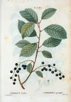 An illustration from Nouveau Duhamel (1801)