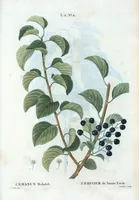 Picture 263 of 500 from Nouveau Duhamel (1801), leaf 264
