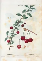 Picture 266 of 500 from Nouveau Duhamel (1801), leaf 267