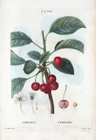 An illustration from Nouveau Duhamel (1801)