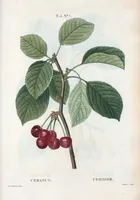 Picture 268 of 500 from Nouveau Duhamel (1801), leaf 269