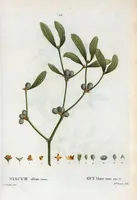 Picture 27 of 500 from Nouveau Duhamel (1801), leaf 27