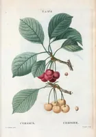 Picture 269 of 500 from Nouveau Duhamel (1801), leaf 270