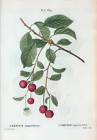 An illustration from Nouveau Duhamel (1801)