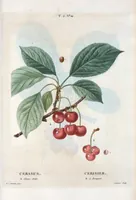 Picture 271 of 500 from Nouveau Duhamel (1801), leaf 272