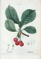 Picture 272 of 500 from Nouveau Duhamel (1801), leaf 273