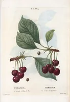 Picture 275 of 500 from Nouveau Duhamel (1801), leaf 276