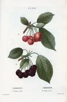 Picture 276 of 500 from Nouveau Duhamel (1801), leaf 277