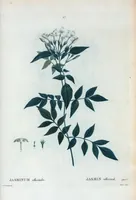 Picture 28 of 500 from Nouveau Duhamel (1801), leaf 28