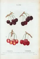 Picture 279 of 500 from Nouveau Duhamel (1801), leaf 280