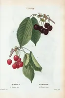 Picture 280 of 500 from Nouveau Duhamel (1801), leaf 281