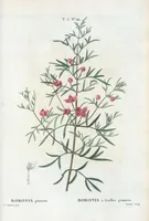 An illustration from Nouveau Duhamel (1801)