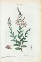 An illustration from Nouveau Duhamel (1801)