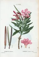 Picture 284 of 500 from Nouveau Duhamel (1801), leaf 285
