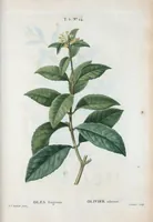 Picture 285 of 500 from Nouveau Duhamel (1801), leaf 286