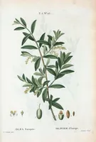 Picture 286 of 500 from Nouveau Duhamel (1801), leaf 287