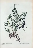 An illustration from Nouveau Duhamel (1801)