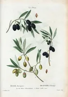 Picture 288 of 500 from Nouveau Duhamel (1801), leaf 289