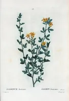 An illustration from Nouveau Duhamel (1801)