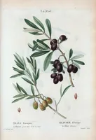 Picture 289 of 500 from Nouveau Duhamel (1801), leaf 290