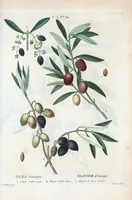 An illustration from Nouveau Duhamel (1801)
