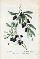 Picture 292 of 500 from Nouveau Duhamel (1801), leaf 293