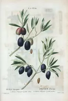Picture 293 of 500 from Nouveau Duhamel (1801), leaf 294