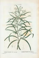 Picture 296 of 500 from Nouveau Duhamel (1801), leaf 297