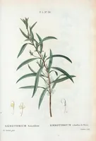 An illustration from Nouveau Duhamel (1801)